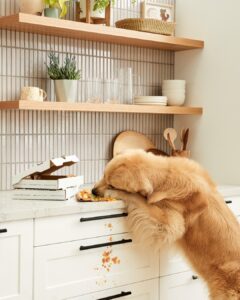 Dog eating messy food off the countertop in a Semihandmade kitchen